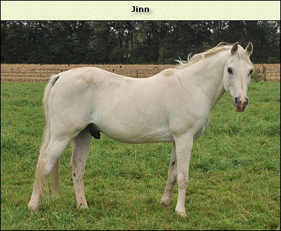 Jinn