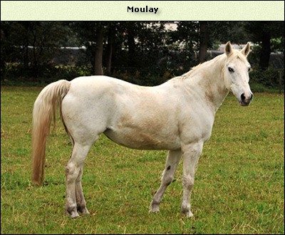 Moulay