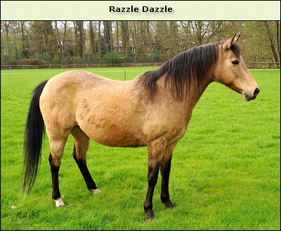 Razzle Dazzle