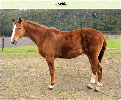 Garlik