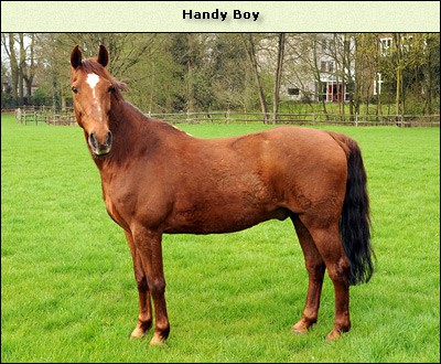 Handy Boy