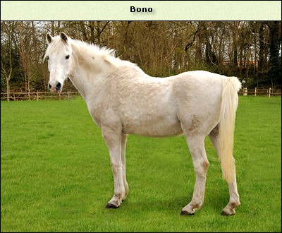 Bono