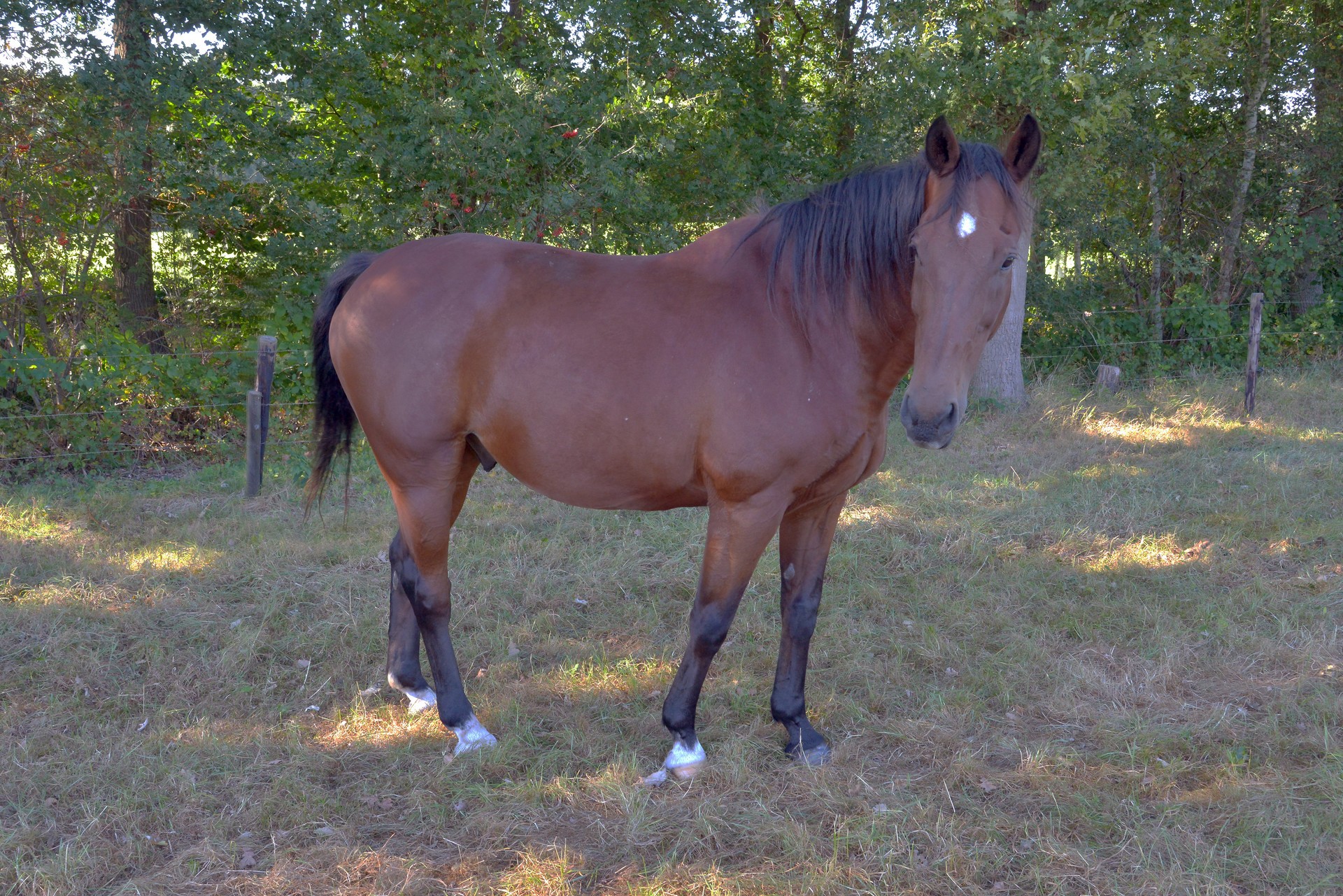 Largo