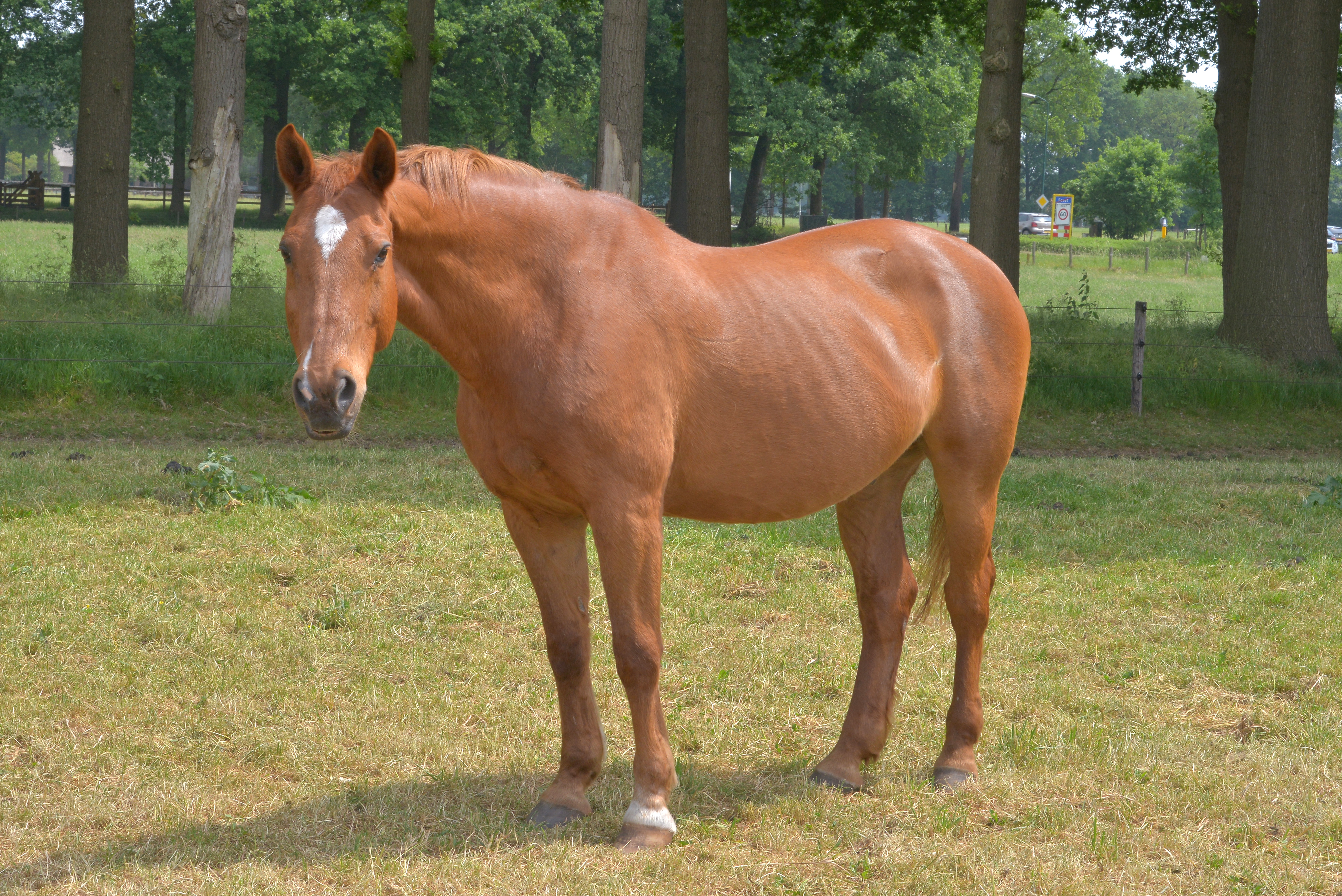 Oscar