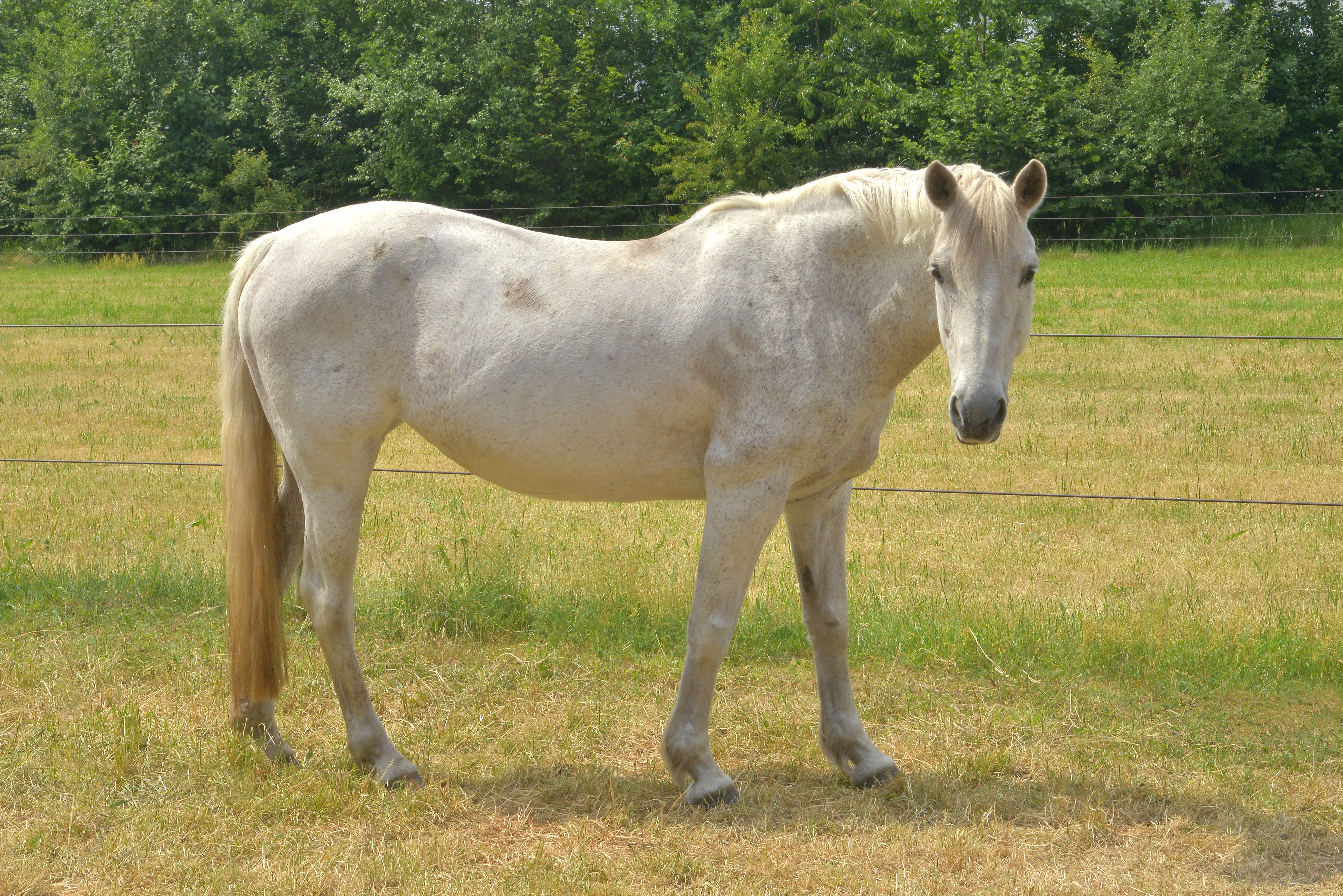 Josephine