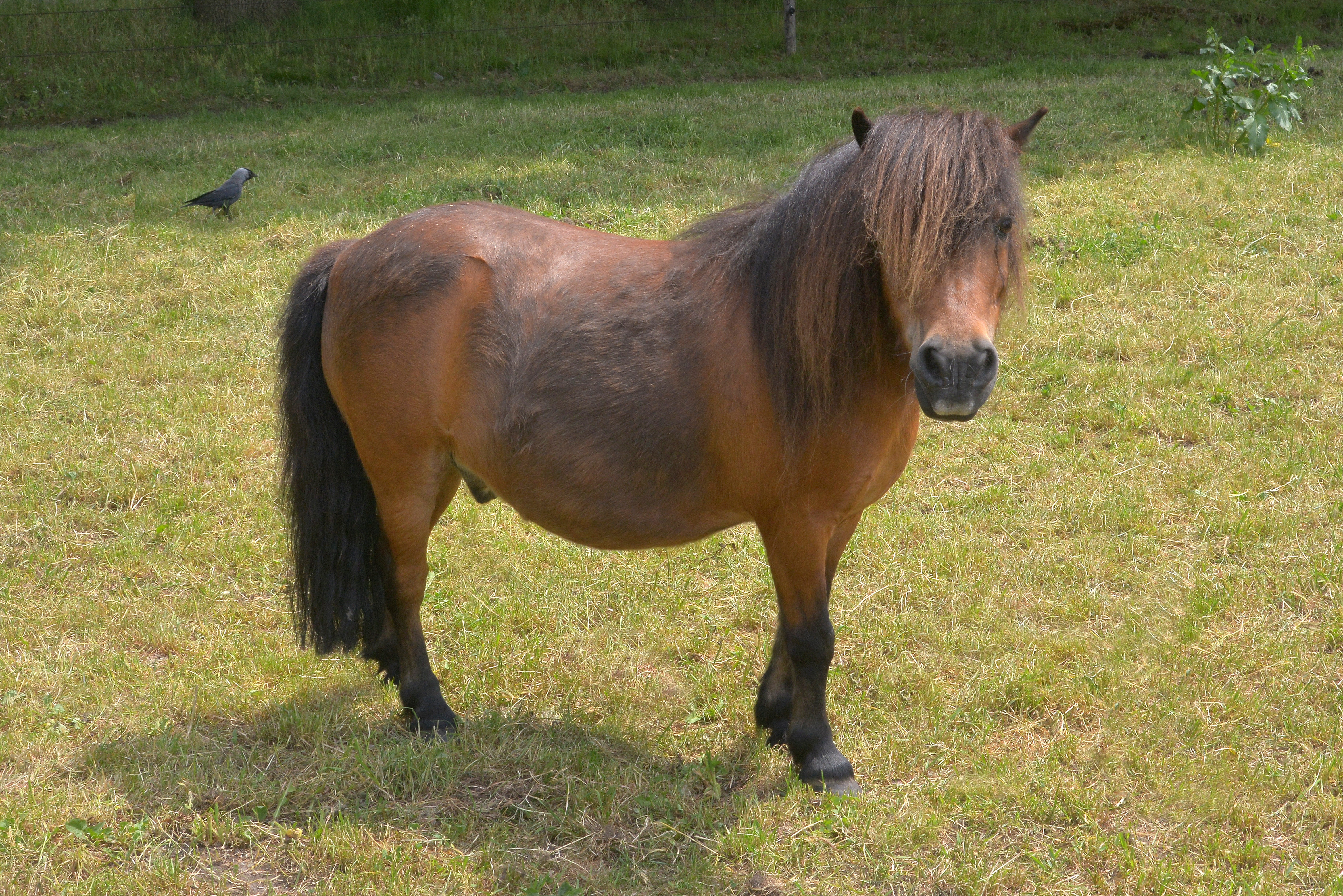 Starley