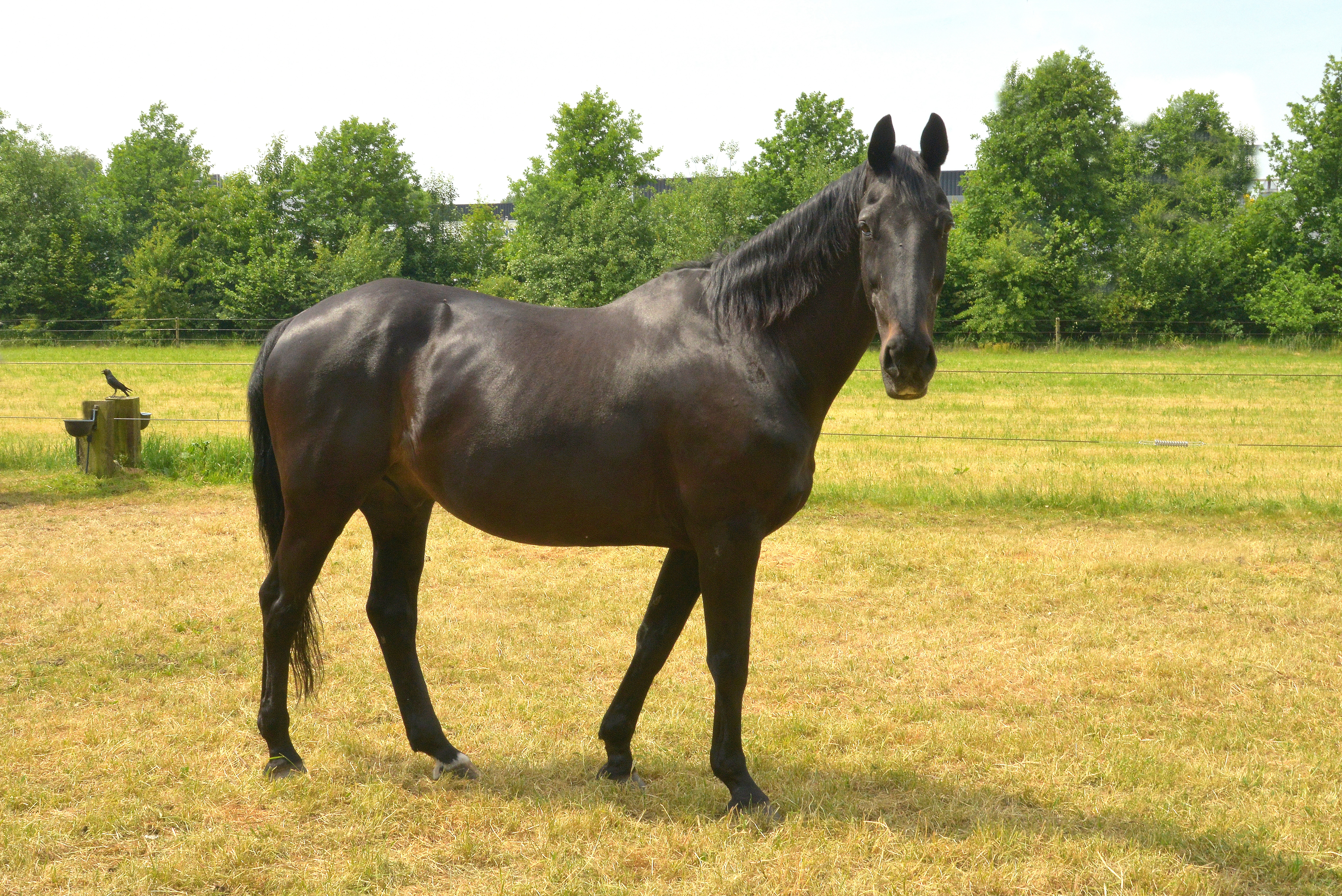 Largo