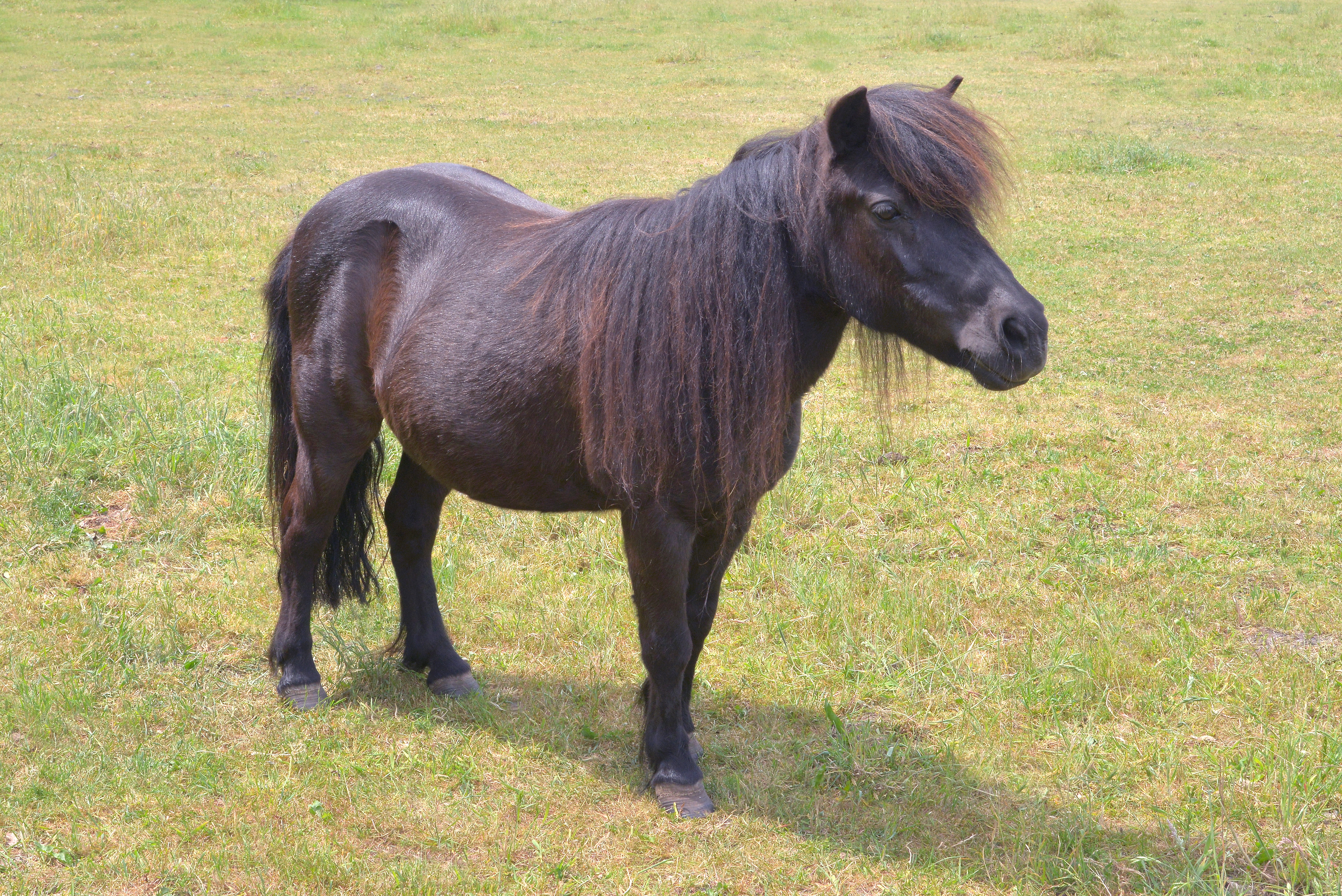 Shetdally
