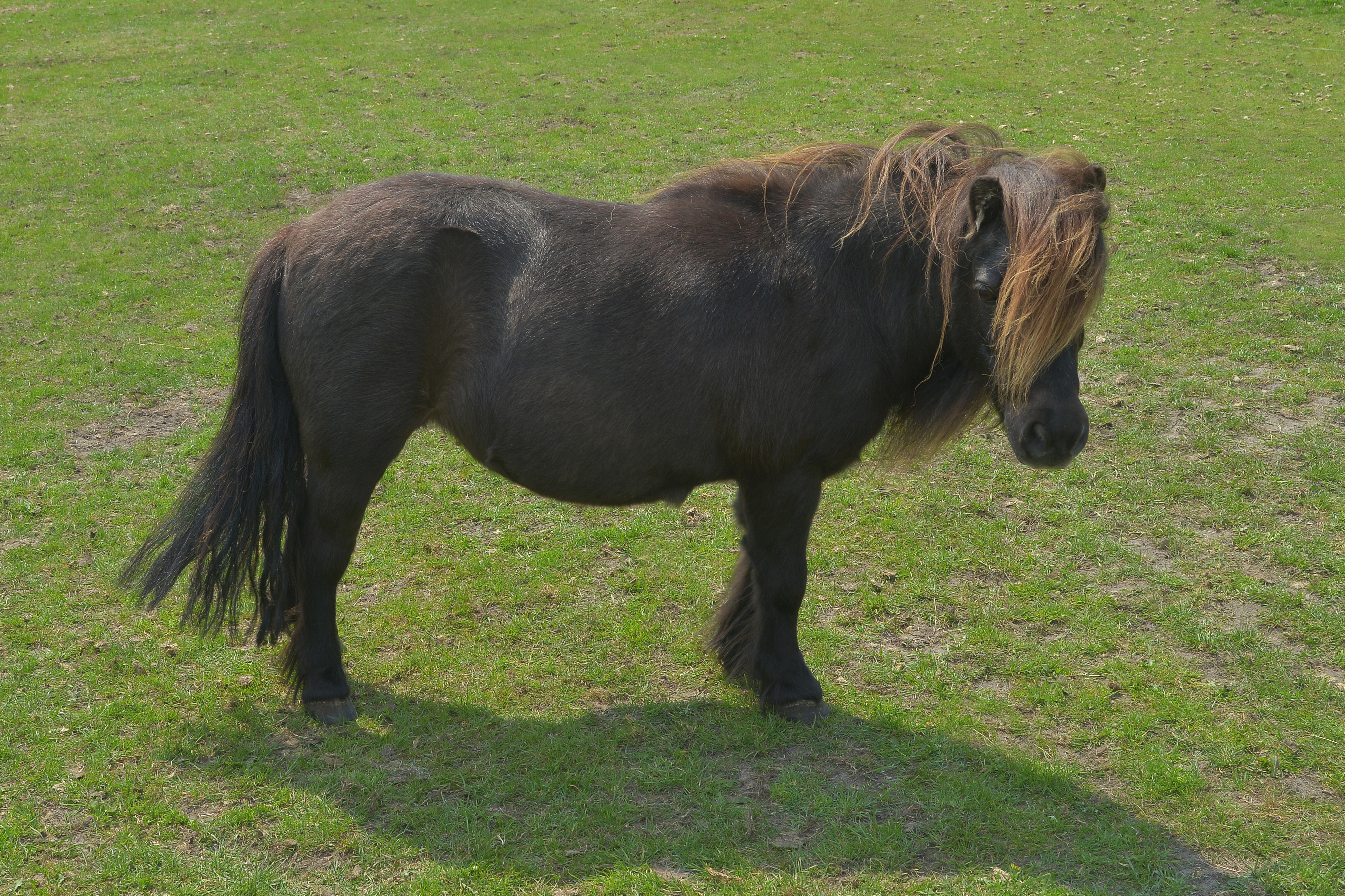 Shetviola