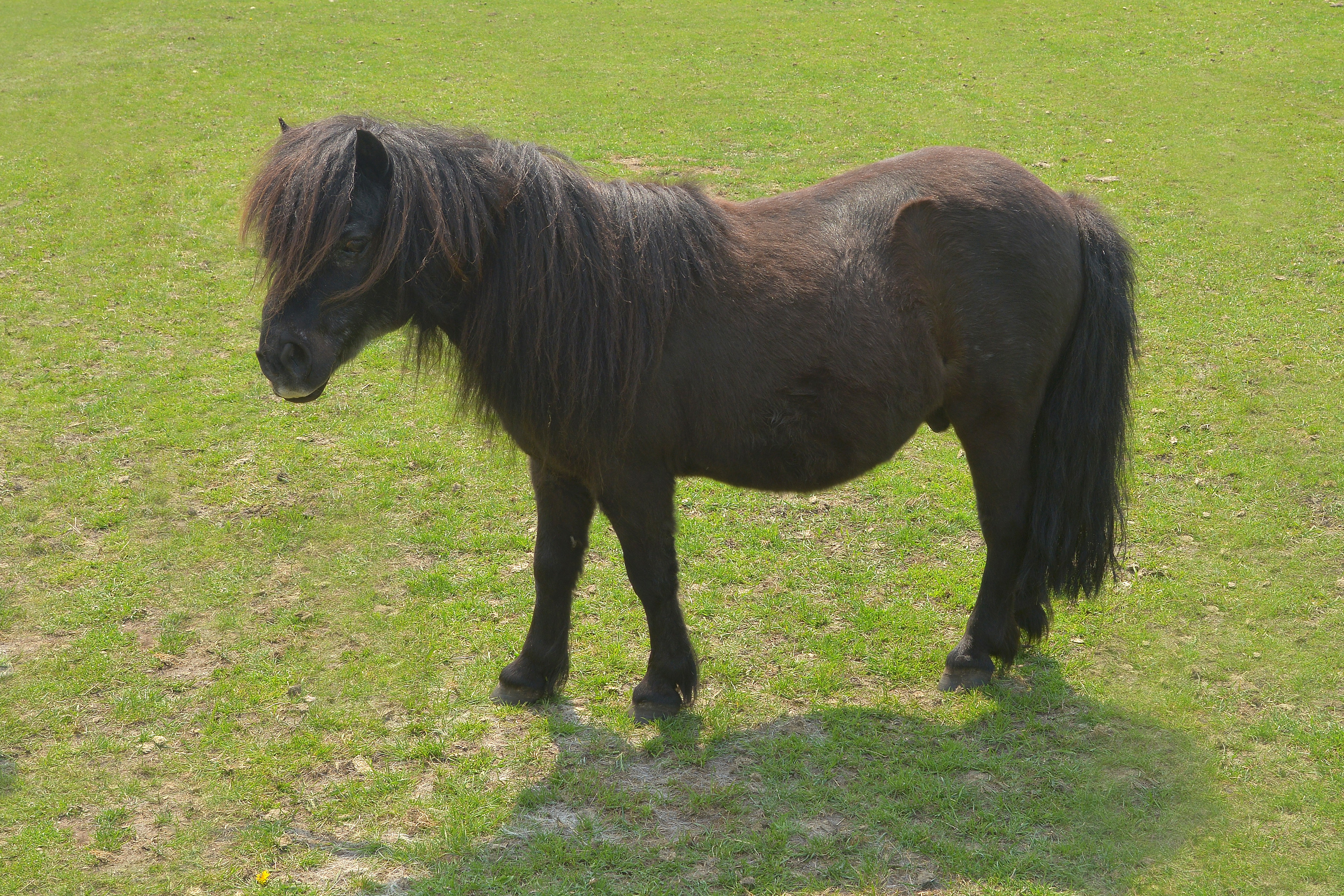 Shetaurelio