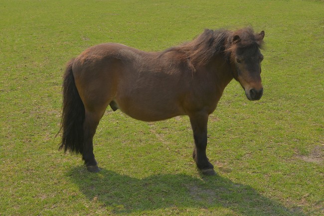 Shetdieno