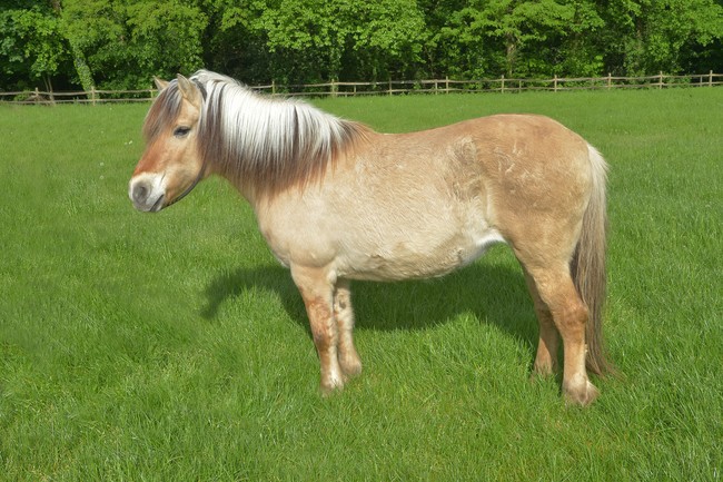 Nobby