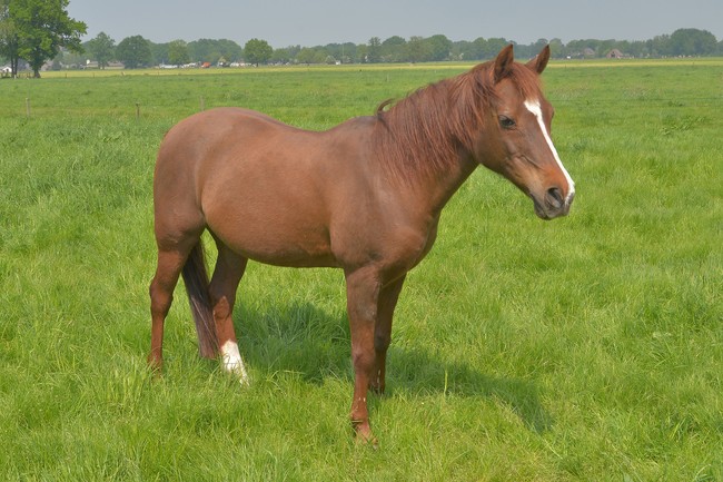 Sterre