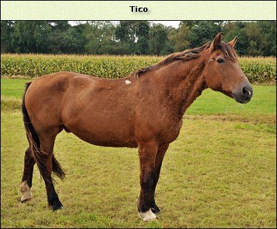 Tico