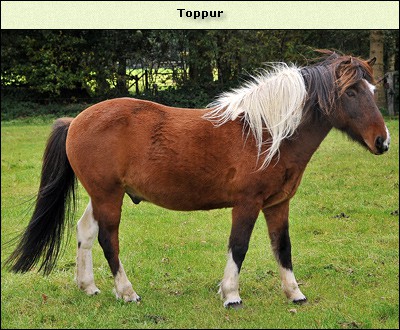 Toppur