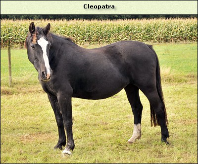 Cleopatra