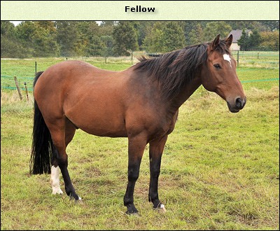 Fellow