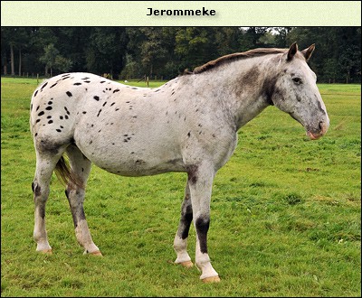 Jerommeke