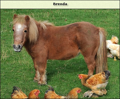 Brenda