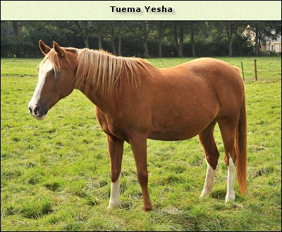 Tuema Yesha