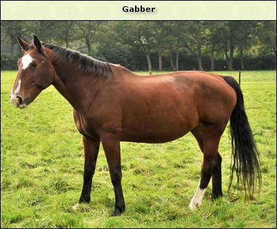 Gabber