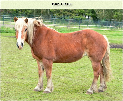 Bon Fleur