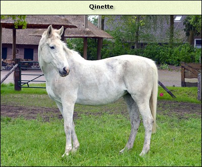 Qinette