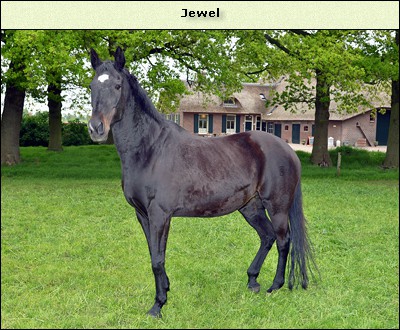Jewel