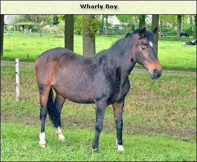 Wharley Boy