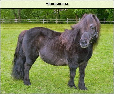 Shetpaulina