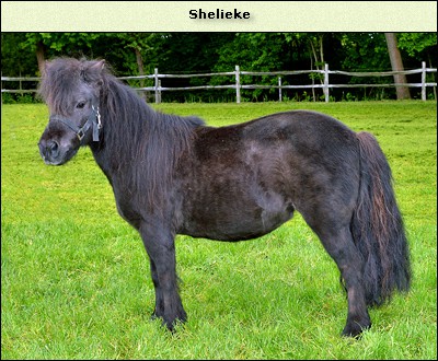 Shelieke