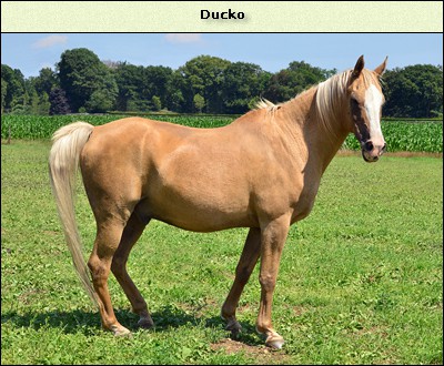 Ducko