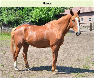 Koos