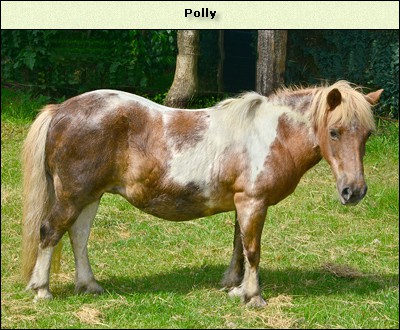 Polly