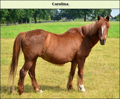 Carolina