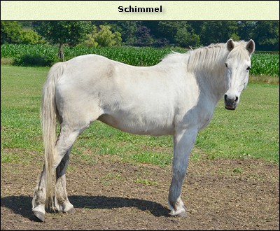 Schimmel