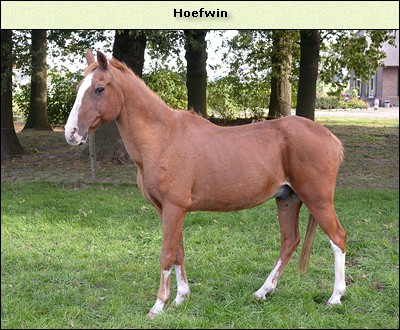 Hoefwin