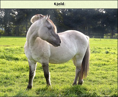 Kjeld