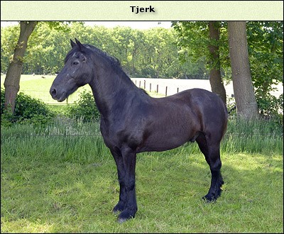 Tjerk