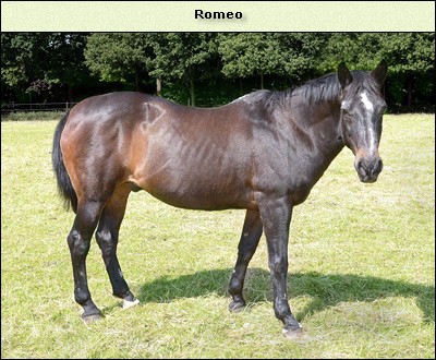 Romeo