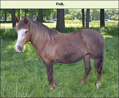 Puk