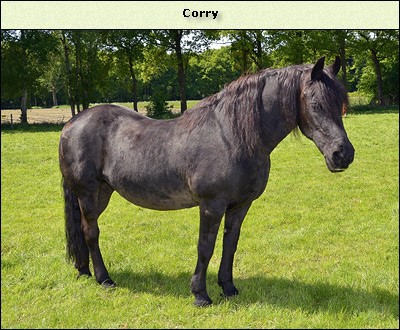 Corry
