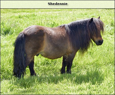 Shedennie