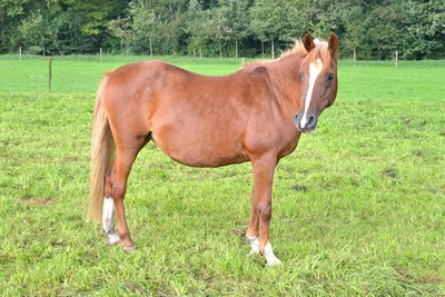 Sajka