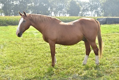Ricardo