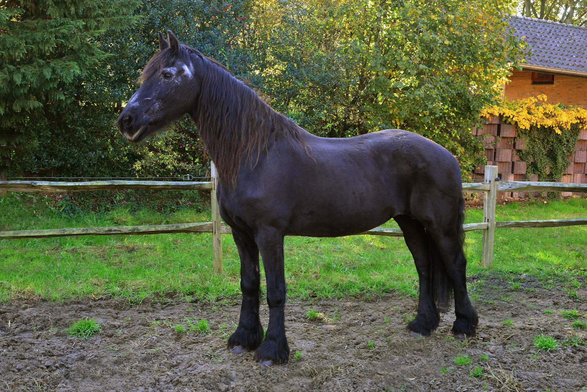 Teske
