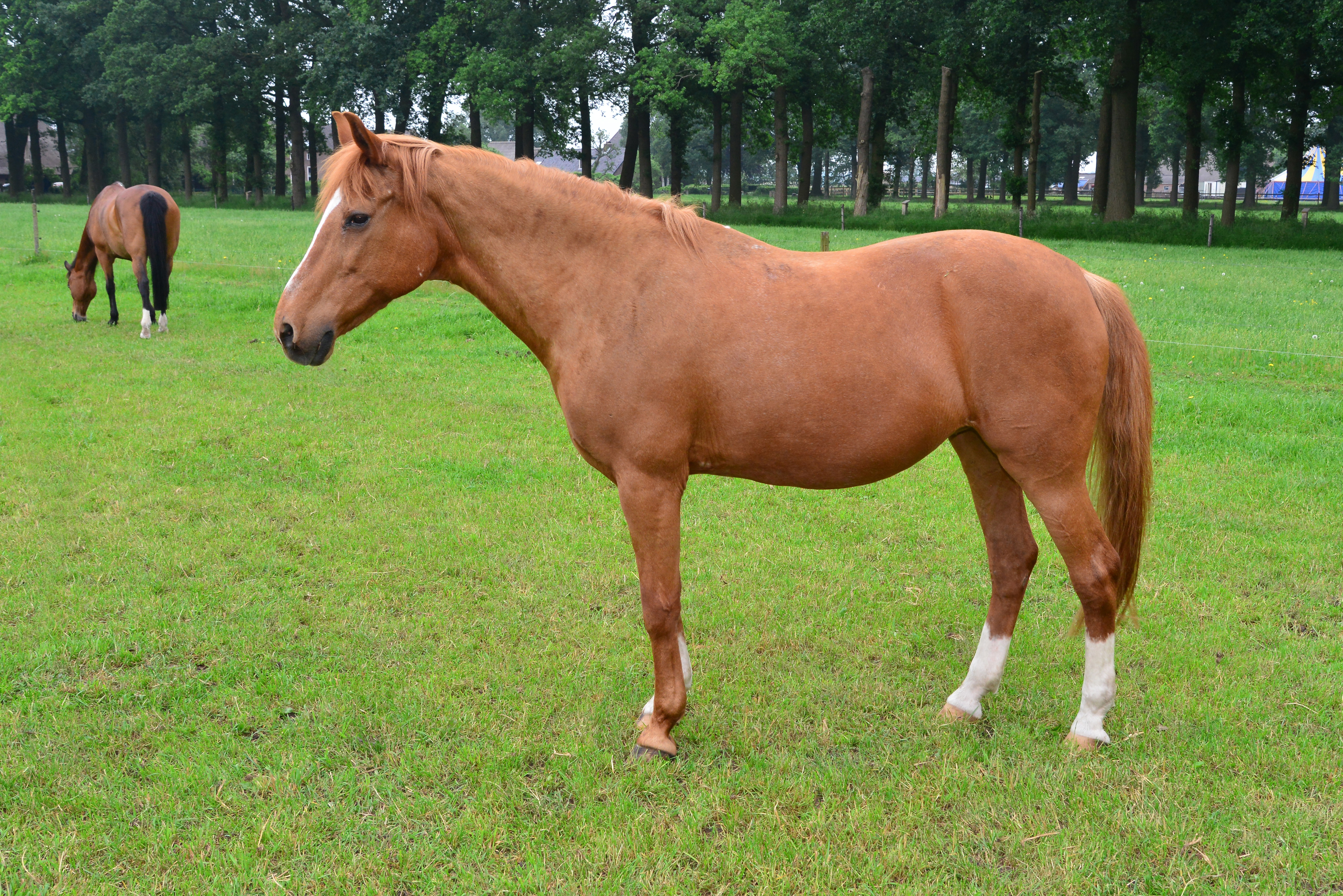 Charlon