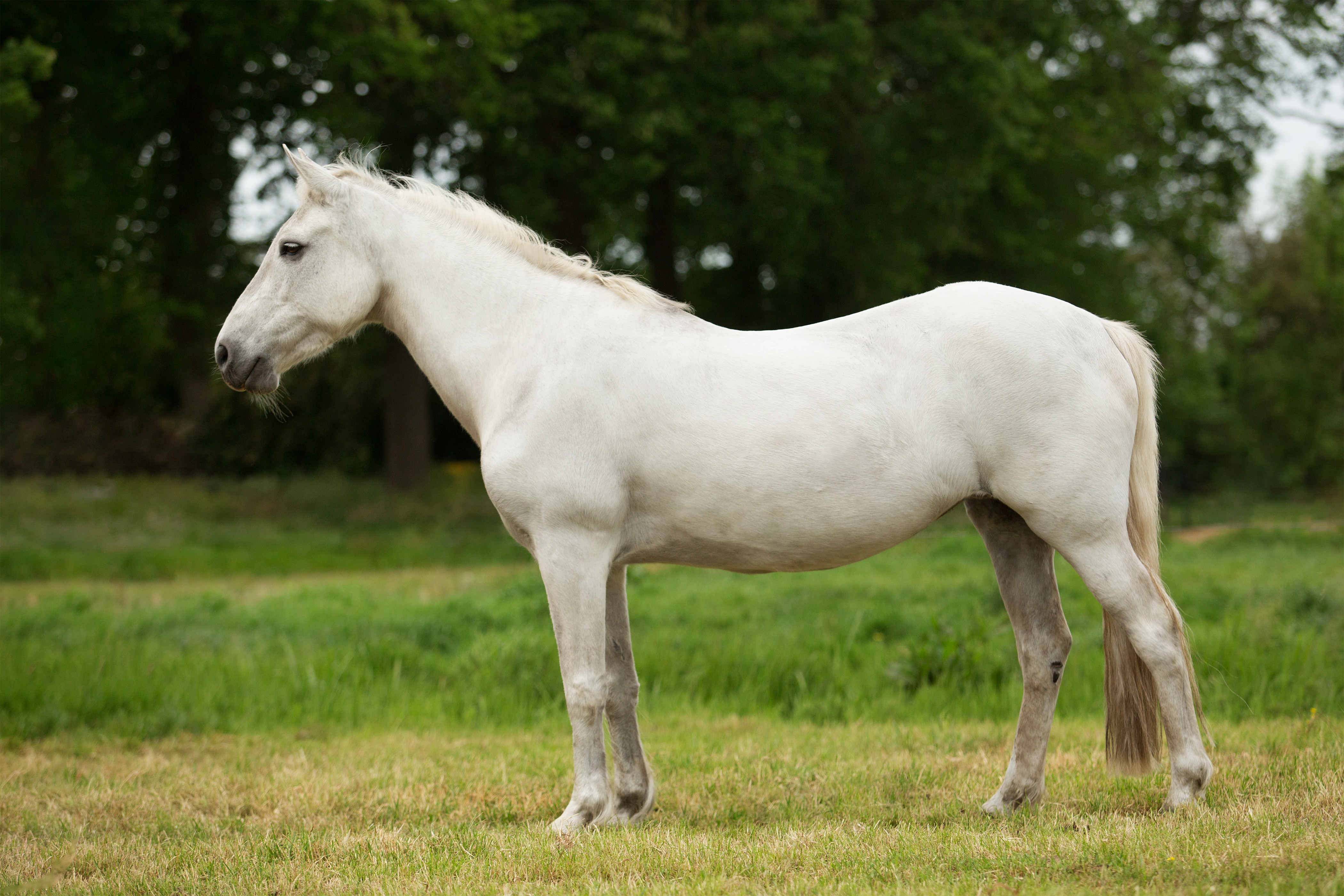 Bluebell