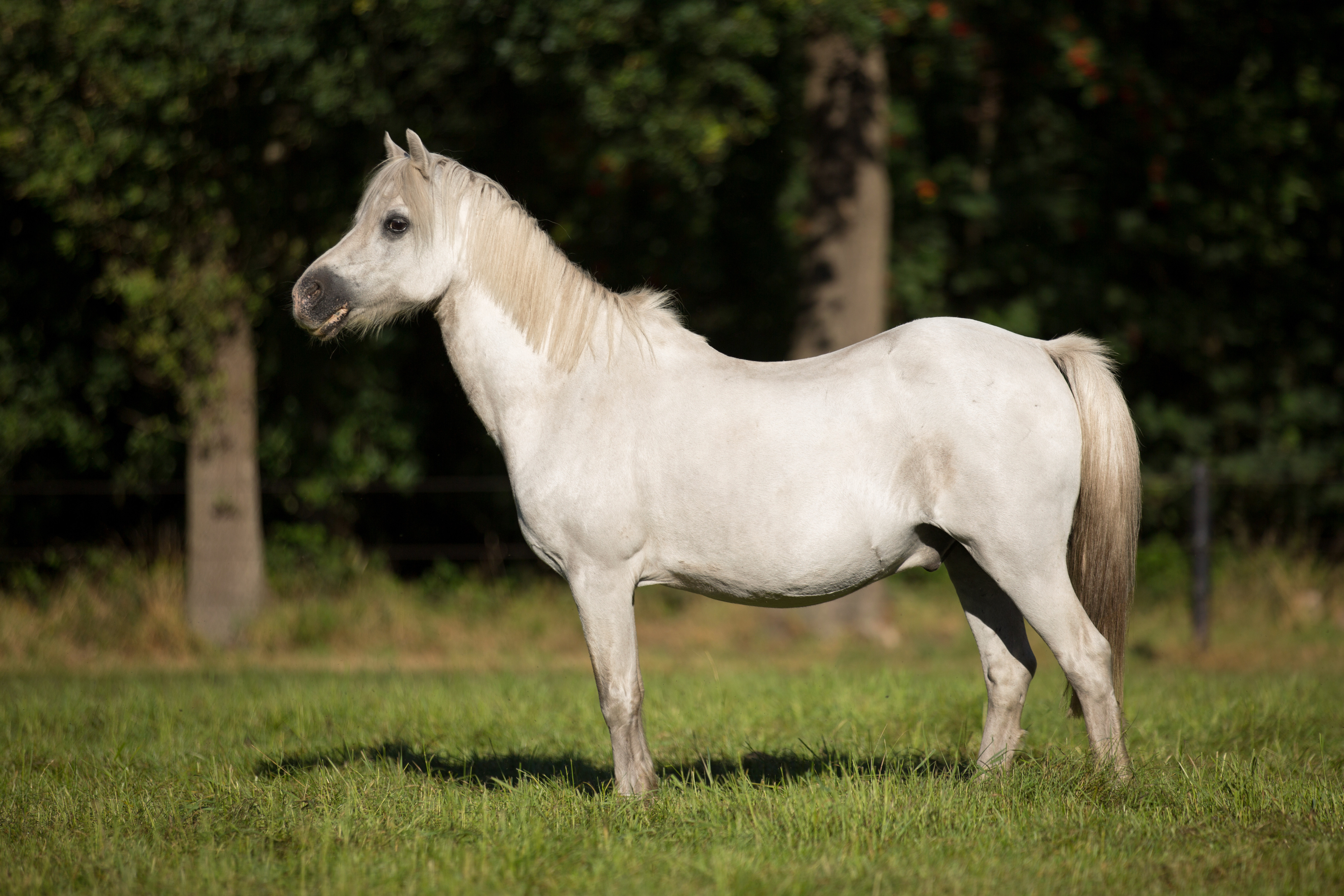 Witje