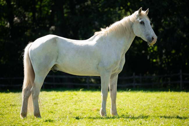Copain